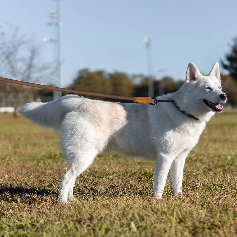 Hands-Free Dog Leash – Adjustable Waist Bungee Leash for Running & Walking