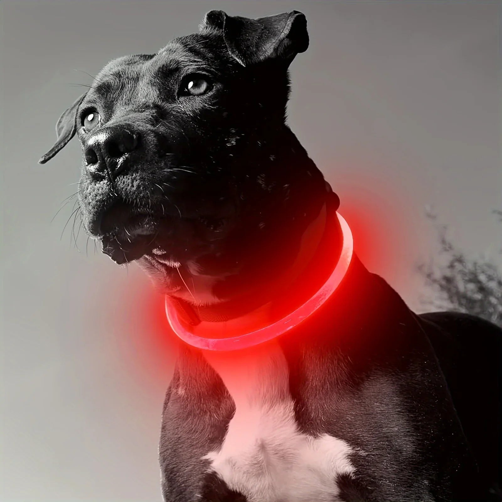 LED Light-Up Dog Collar – USB Rechargeable Safety Collar for Night Walks