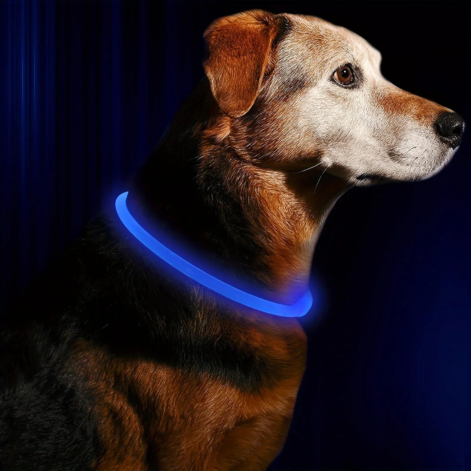 LED Light-Up Dog Collar – USB Rechargeable Safety Collar for Night Walks